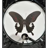 DM6_KICK_DRUM_MICROPHONE_02